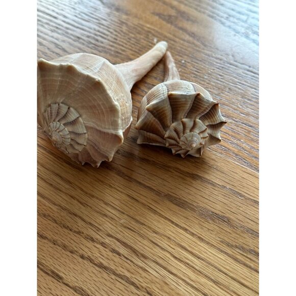 Pair Of Natural Ridged Seashells Sinistrofulgur perversum the lightning whelk - Picture 2 of 14